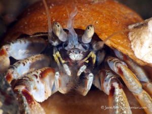 Common hermit crab (Eupagurus bernhardus) by Jorn Ari 